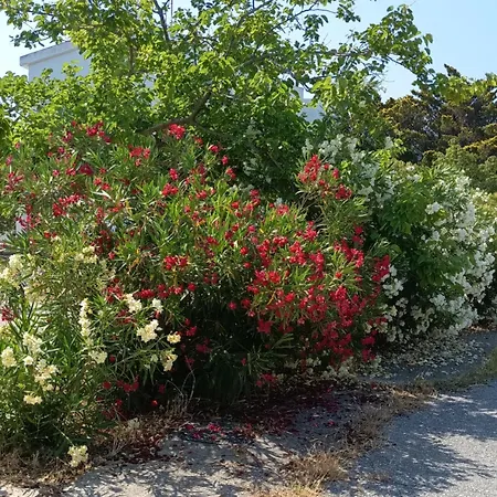 Kosaris בית נופש