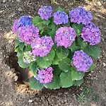 Holiday home Kosaris Ziparion